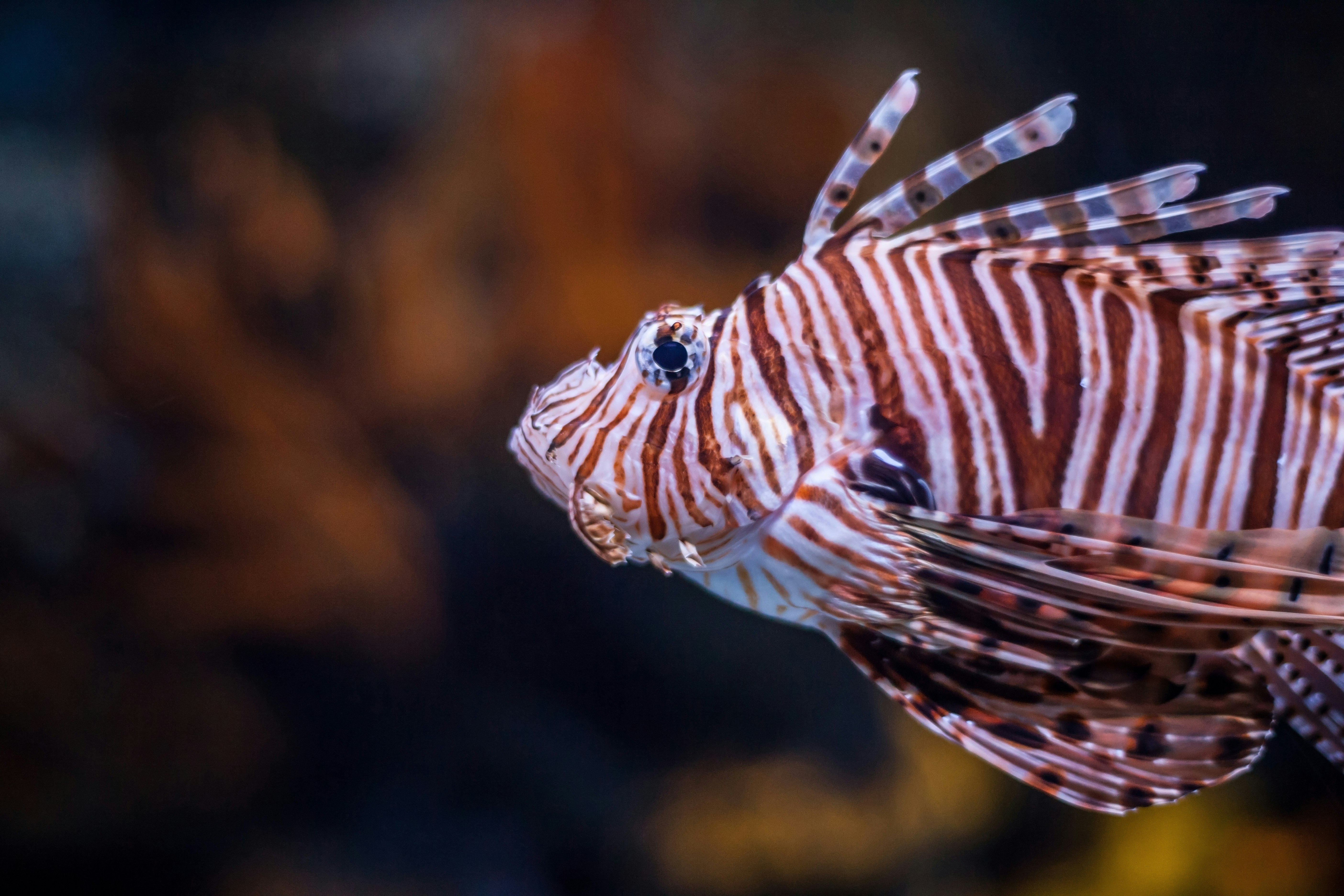 close-up photo of white and brown striped fish